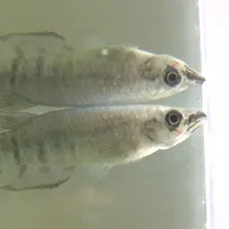 Black-lipped Panchax, photo 11