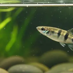 Black-lipped Panchax, photo 12