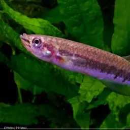 Banded Epiplatys, photo 2