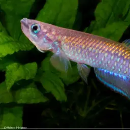 Banded Epiplatys, photo 3
