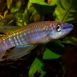 Banded Epiplatys, photo 4