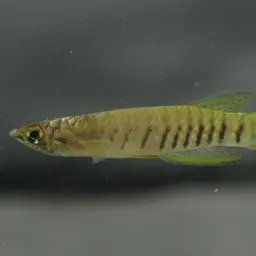 Banded Epiplatys, photo 5