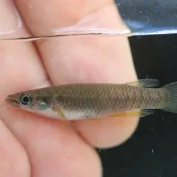 Banded Epiplatys, photo 6