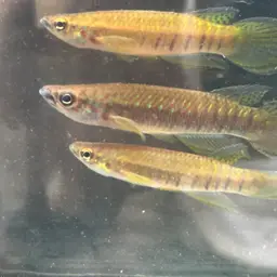 Banded Epiplatys, photo 7