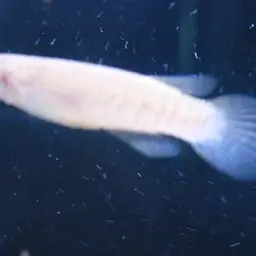 Banded Epiplatys, photo 8