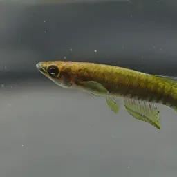 Banded Epiplatys, photo 9