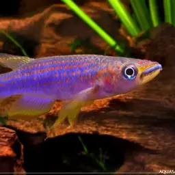 Redspotted Panchax, photo 1