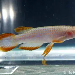 Redspotted Panchax, photo 2