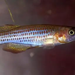 Redspotted Panchax, photo 3