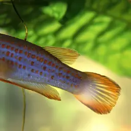Redspotted Panchax, photo 5