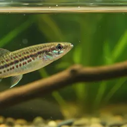 Redspotted Panchax, photo 6