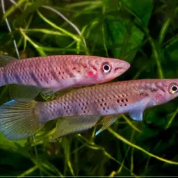 Sixbar Panchax, photo 1