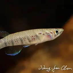 Sixbar Panchax, photo 6