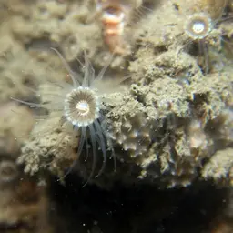Gray Encrusting Anemone