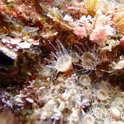 Gray Encrusting Anemone, photo 2