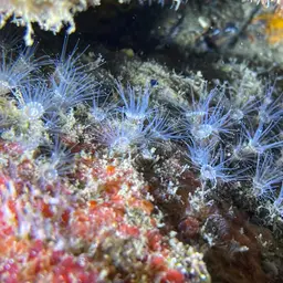 Gray Encrusting Anemone, photo 3