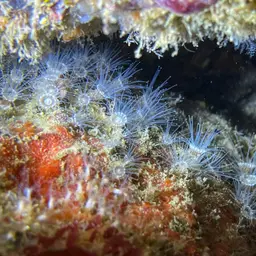 Gray Encrusting Anemone, photo 4