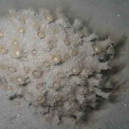 Gray Encrusting Anemone, photo 5