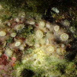 Gray Encrusting Anemone, photo 6