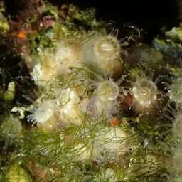 Gray Encrusting Anemone, photo 7