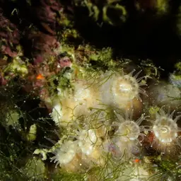 Gray Encrusting Anemone, photo 8