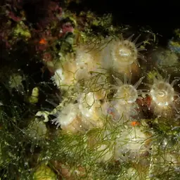 Gray Encrusting Anemone, photo 9
