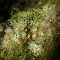 Gray Encrusting Anemone, photo 10