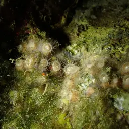 Gray Encrusting Anemone, photo 11