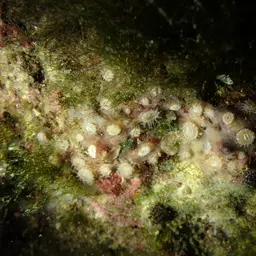 Gray Encrusting Anemone, photo 12