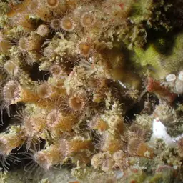 Elongate Zoanthid