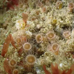 Elongate Zoanthid, photo 2
