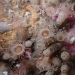 Elongate Zoanthid, photo 3