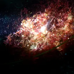 Elongate Zoanthid, photo 4