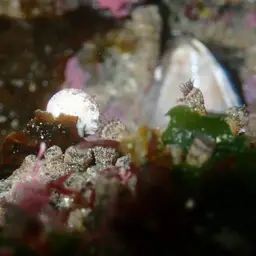 Elongate Zoanthid, photo 5