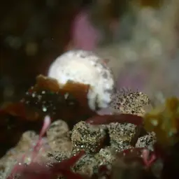 Elongate Zoanthid, photo 6