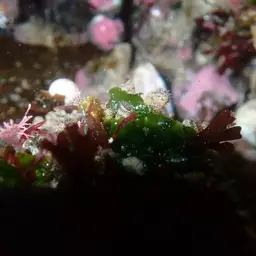 Elongate Zoanthid, photo 7