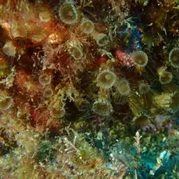 Elongate Zoanthid, photo 8
