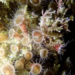 Elongate Zoanthid, photo 9