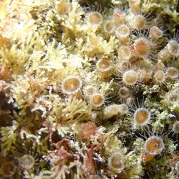 Elongate Zoanthid, photo 10