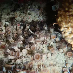 Elongate Zoanthid, photo 11