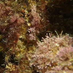 Elongate Zoanthid, photo 12