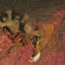 American Zoanthid