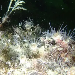 Brown Encrusting Anemone