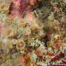 Brown Encrusting Anemone, photo 2