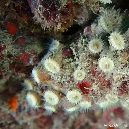 Brown Encrusting Anemone, photo 3
