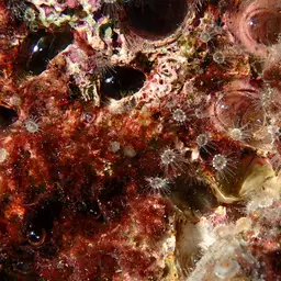 Brown Encrusting Anemone, photo 4
