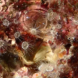 Brown Encrusting Anemone, photo 5