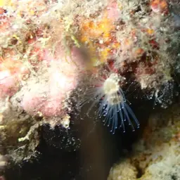 Brown Encrusting Anemone, photo 6