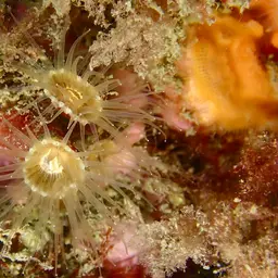 Brown Encrusting Anemone, photo 7