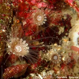 Brown Encrusting Anemone, photo 8